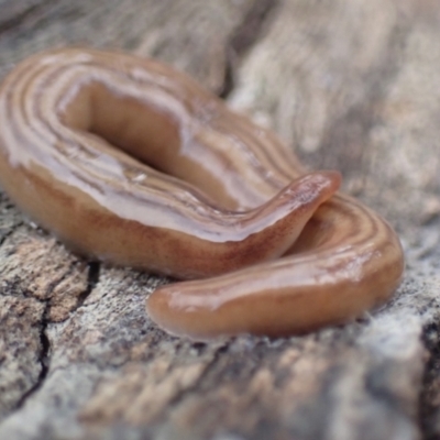 Fletchamia quinquelineata (Five-striped flatworm) at Majura, ACT - 27 Aug 2023 by Evie