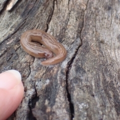 Fletchamia quinquelineata at Majura, ACT - 27 Aug 2023 03:39 PM