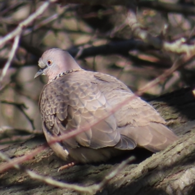 Spilopelia chinensis (Spotted Dove) at QPRC LGA - 26 Aug 2023 by MatthewFrawley
