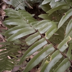 Pellaea falcata (Sickle Fern) at Kangaroo Valley, NSW - 27 Aug 2023 by lbradleyKV