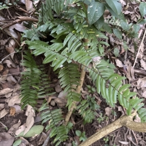 Pellaea falcata at Kangaroo Valley, NSW - 27 Aug 2023