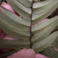 Pellaea falcata at Kangaroo Valley, NSW - suppressed