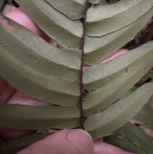 Pellaea falcata at Kangaroo Valley, NSW - 27 Aug 2023