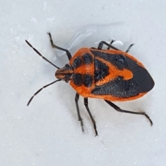 Agonoscelis rutila (Horehound bug) at Rugosa - 26 Aug 2023 by SenexRugosus