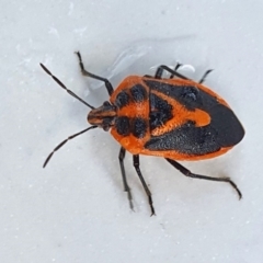 Agonoscelis rutila (Horehound bug) at Yass River, NSW - 26 Aug 2023 by SenexRugosus