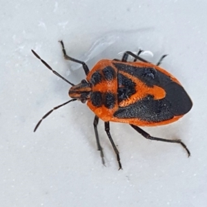 Agonoscelis rutila at Yass River, NSW - 26 Aug 2023 04:03 PM