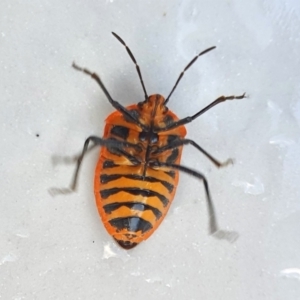 Agonoscelis rutila at Yass River, NSW - 26 Aug 2023 04:03 PM