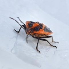 Agonoscelis rutila at Yass River, NSW - 26 Aug 2023 04:03 PM