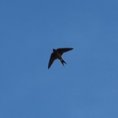 Hirundo neoxena (Welcome Swallow) at Braidwood, NSW - 26 Aug 2023 by MatthewFrawley