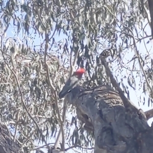 Callocephalon fimbriatum at Ainslie, ACT - 25 Aug 2023