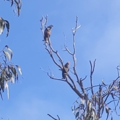 Callocephalon fimbriatum at Ainslie, ACT - 25 Aug 2023