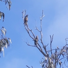 Callocephalon fimbriatum at Ainslie, ACT - 25 Aug 2023