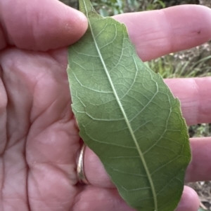 Alectryon subcinereus at Kangaroo Valley, NSW - suppressed