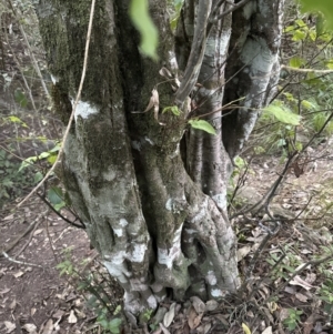Alectryon subcinereus at Kangaroo Valley, NSW - suppressed