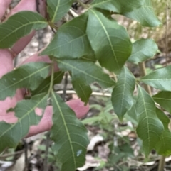 Alectryon subcinereus at Kangaroo Valley, NSW - suppressed