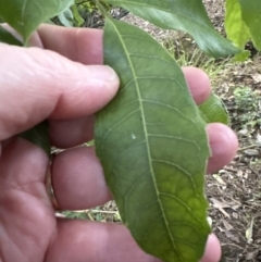 Alectryon subcinereus at Kangaroo Valley, NSW - suppressed