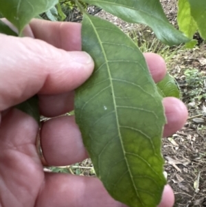 Alectryon subcinereus at Kangaroo Valley, NSW - suppressed