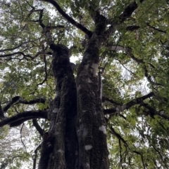 Alectryon subcinereus at Kangaroo Valley, NSW - suppressed