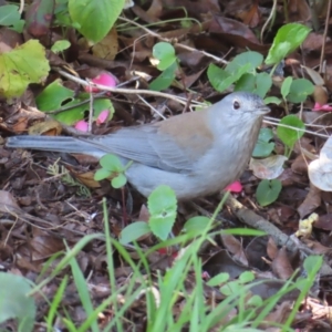 Colluricincla harmonica at Braidwood, NSW - 27 Aug 2023 10:27 AM