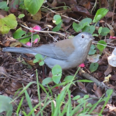 Colluricincla harmonica (Grey Shrikethrush) at QPRC LGA - 27 Aug 2023 by MatthewFrawley