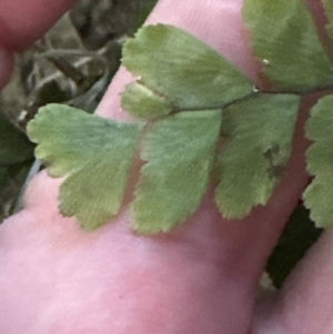 Adiantum hispidulum var. hispidulum at Kangaroo Valley, NSW - suppressed