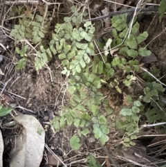 Adiantum hispidulum var. hispidulum at Kangaroo Valley, NSW - suppressed