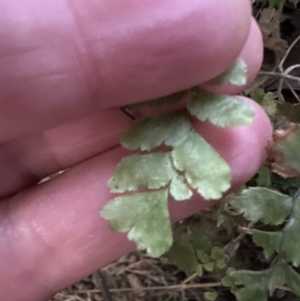 Adiantum hispidulum var. hispidulum at Kangaroo Valley, NSW - suppressed