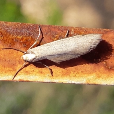 Philobota hypocausta (A Concealer moth) at Yass River, NSW - 25 Aug 2023 by SenexRugosus