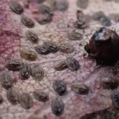 Coccidae sp. (family) (Unidentified coccid scale insect) at Majura, ACT - 27 Aug 2023 by Evie