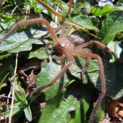 Delena cancerides (Social huntsman spider) at Braidwood, NSW - 27 Aug 2023 by MatthewFrawley