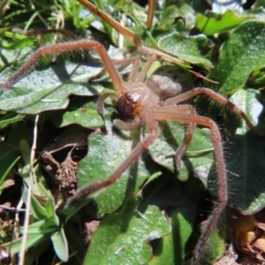 Delena cancerides (Social huntsman spider) at Braidwood, NSW - 27 Aug 2023 by MatthewFrawley
