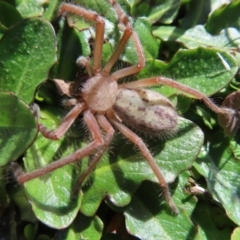 Delena cancerides at Braidwood, NSW - 27 Aug 2023