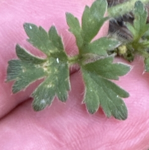 Ranunculus lappaceus at Kangaroo Valley, NSW - 27 Aug 2023