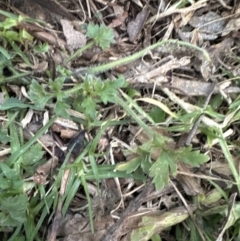 Ranunculus lappaceus at Kangaroo Valley, NSW - 27 Aug 2023