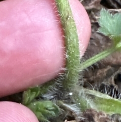 Ranunculus lappaceus at Kangaroo Valley, NSW - suppressed