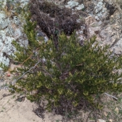 Polyscias sambucifolia subsp. Short leaflets (V.Stajsic 196) Vic. Herbarium (Elderberry Panax, Ornamental Ash, Elderberry Ash) at Gigerline Nature Reserve - 27 Aug 2023 by JP95