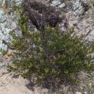 Polyscias sambucifolia subsp. Short leaflets (V.Stajsic 196) Vic. Herbarium at Booth, ACT - 27 Aug 2023 01:13 PM