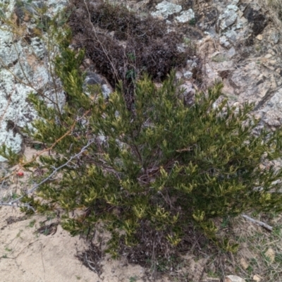 Polyscias sambucifolia subsp. Short leaflets (V.Stajsic 196) Vic. Herbarium (Elderberry Panax, Ornamental Ash, Elderberry Ash) at Gigerline Nature Reserve - 27 Aug 2023 by JP95