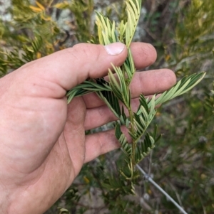 Polyscias sambucifolia subsp. Short leaflets (V.Stajsic 196) Vic. Herbarium at Booth, ACT - 27 Aug 2023 01:13 PM