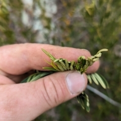 Polyscias sambucifolia subsp. Short leaflets (V.Stajsic 196) Vic. Herbarium at Booth, ACT - 27 Aug 2023 01:13 PM