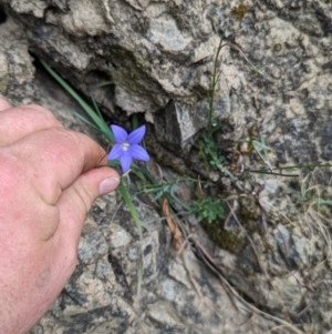 Wahlenbergia graniticola at Booth, ACT - 27 Aug 2023