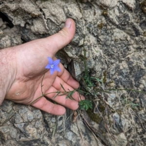 Wahlenbergia graniticola at Booth, ACT - 27 Aug 2023