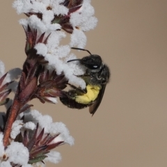 Lasioglossum (Parasphecodes) sp. (genus & subgenus) (Halictid bee) at Paddys River, ACT - 26 Aug 2023 by RAllen