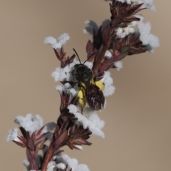 Lasioglossum (Parasphecodes) sp. (genus & subgenus) at Paddys River, ACT - 26 Aug 2023