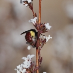 Lasioglossum (Parasphecodes) sp. (genus & subgenus) at Paddys River, ACT - 26 Aug 2023