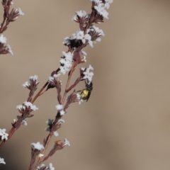 Lasioglossum (Parasphecodes) sp. (genus & subgenus) at Paddys River, ACT - 26 Aug 2023 02:26 PM