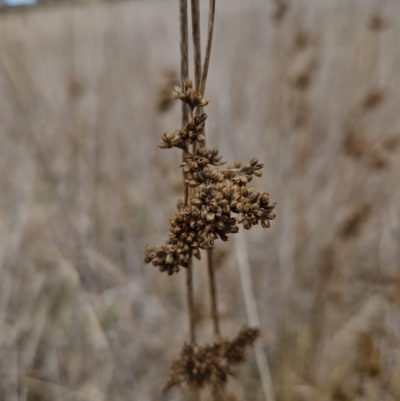 Juncus australis (Australian Rush) at Braidwood, NSW - 29 Aug 2023 by MatthewFrawley