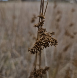 Juncus australis at Braidwood, NSW - 29 Aug 2023