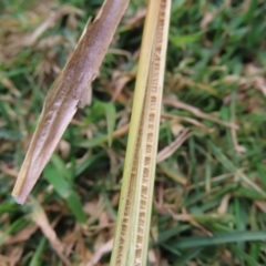 Juncus australis at Braidwood, NSW - 29 Aug 2023