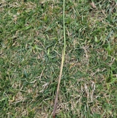 Juncus australis at Braidwood, NSW - 29 Aug 2023